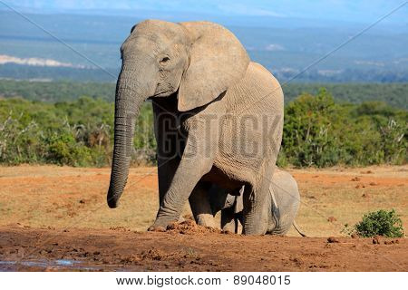 African elephant cowl (Loxodonta africana), Addo Elephant National park, South Africa
