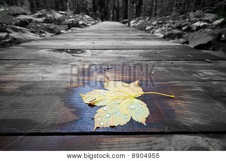 Primo autunno foglia d'acero
