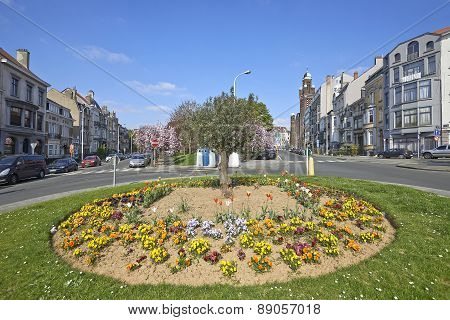 Olivier Tree, Flower Bed And Japanese Cherry Trees