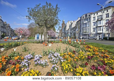 Olivier Tree, Flower Bed And Japanese Cherry Trees