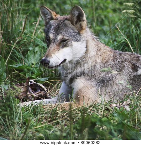 wolf in the sun