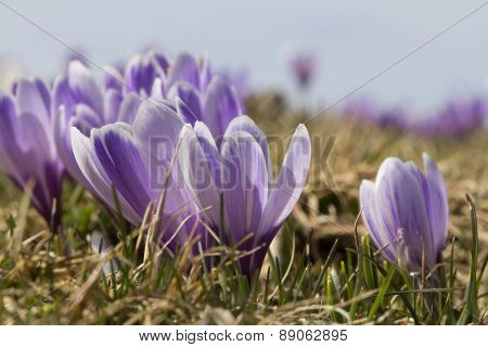 Krokus