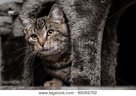 Tabby cat