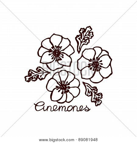 Handsketched bouquet of anemones