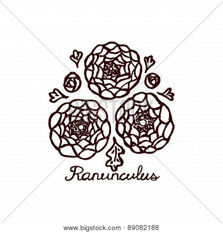 Handsketched bouquet of ranunculuses