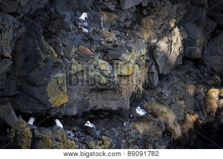 herring gulls nests on the cliffs off Dyrholaey, Iceland