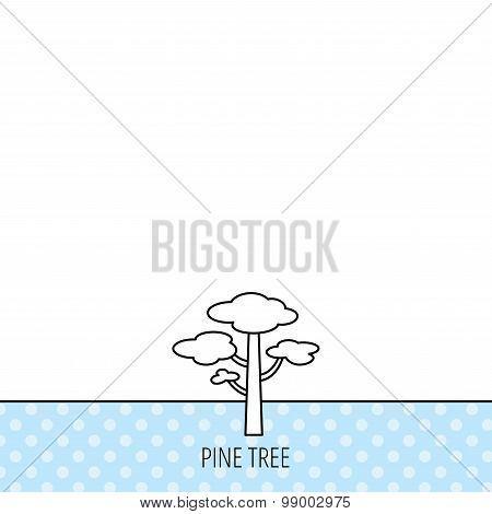 Pine tree icon. Forest wood sign.
