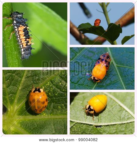 A collage of a ladybird cycle