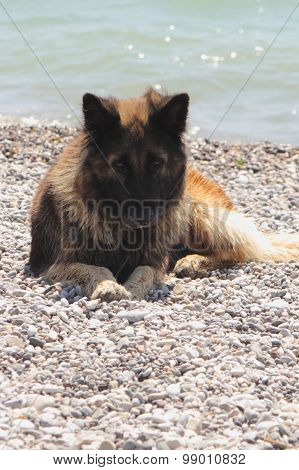 An alsation dog
