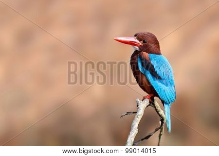White-throated Kingfisher