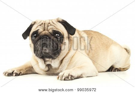 Close-up of Pug