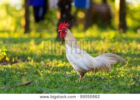 White Cock
