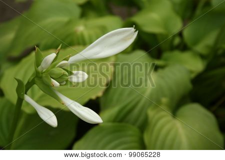 Hosta Flower in the garden