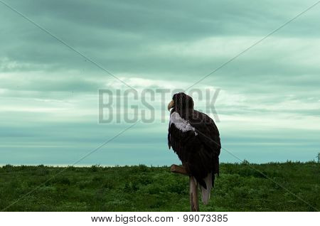 eagle
