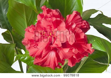 Hibiscus