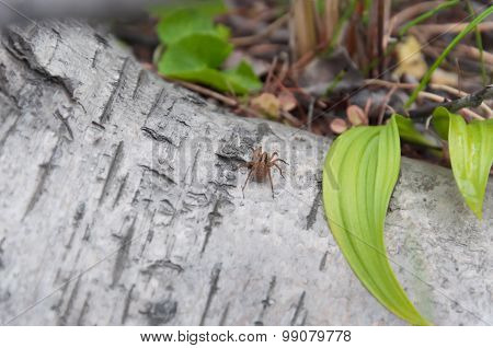 spider