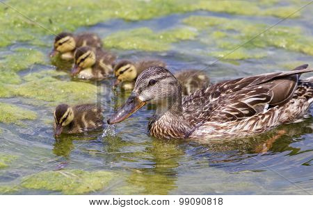 The Mother-duck And Five Of Her Chicks