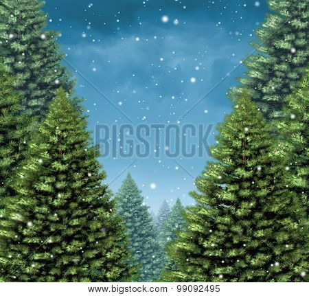 Winter Tree Background