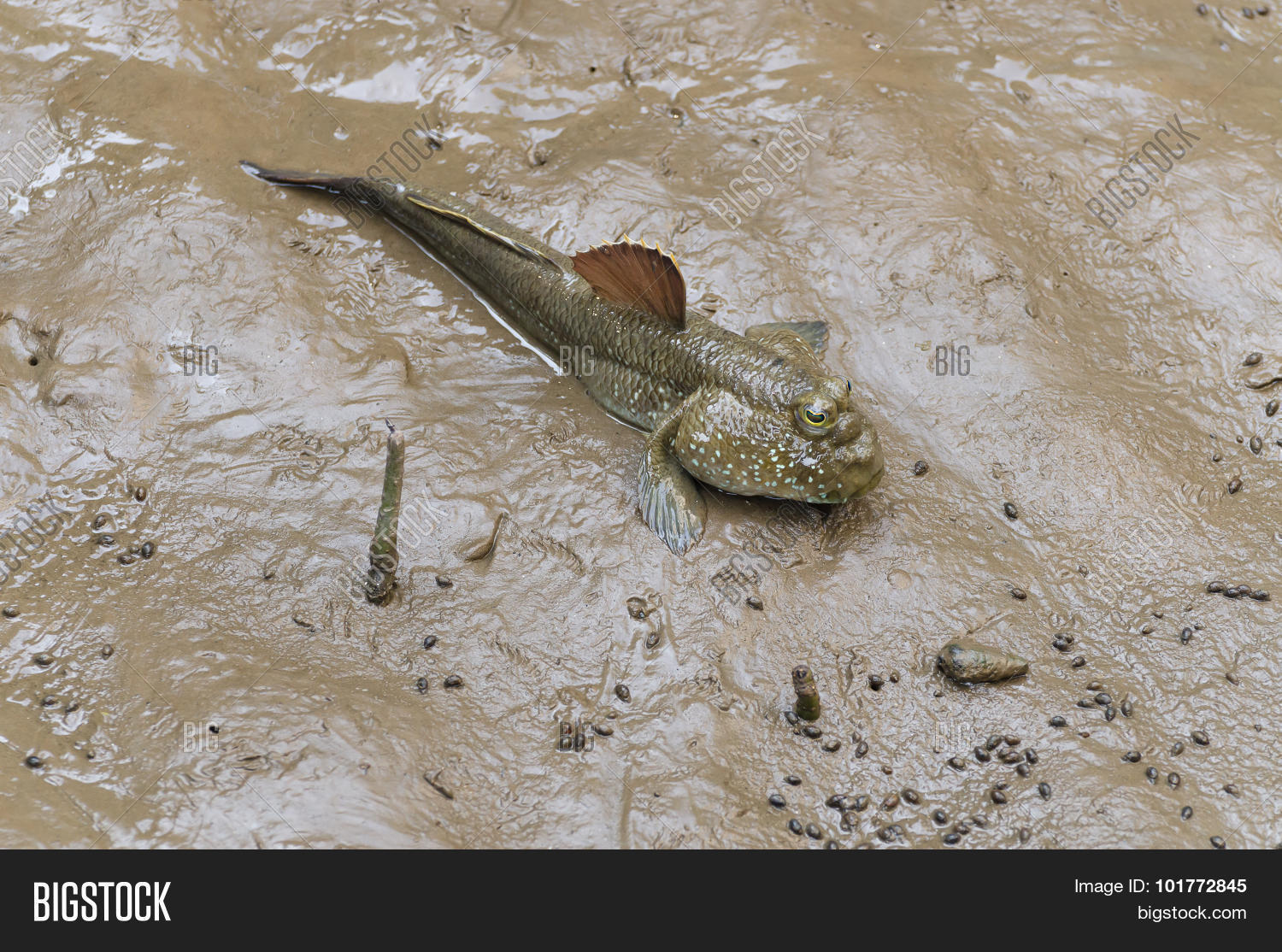 Image Preview