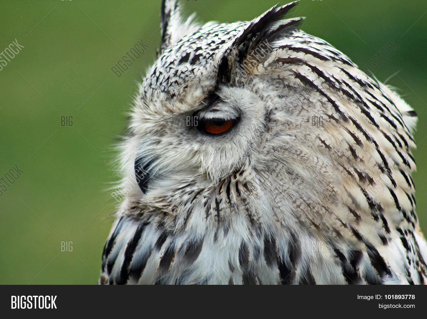 Image Preview