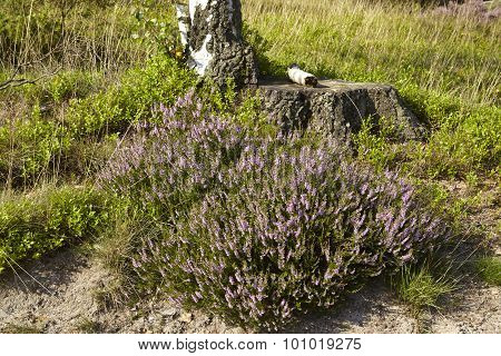 Luneburg Heath - Birch Tree And Heath
