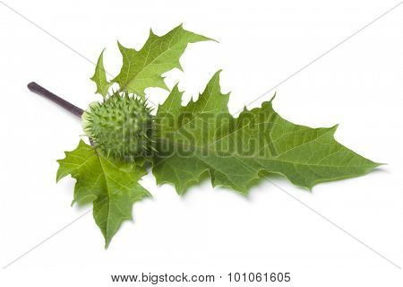 Fresh green thornapple and leaves on white background