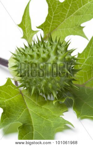 Fresh green thornapple close up  on white background