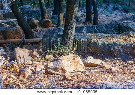 Fox In The Goren Park