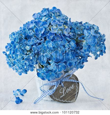 blue hydrangea flowers