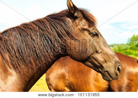 Majestic Graceful Brown Horse In Meadow.