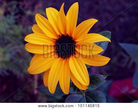 Charming Yellow Flower