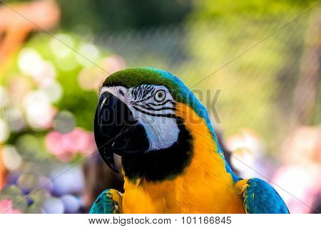 Parrot Macaws ( Ara Ararauna)