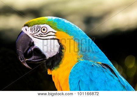 Parrot Macaws ( Ara Ararauna)