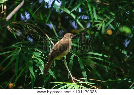 Streak-eared Bulbul