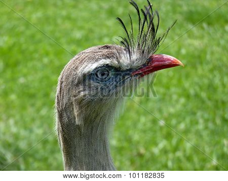 Siriema - Cariama Cristata