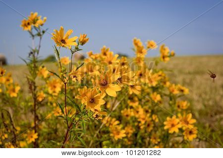 yellow wildlfowers in field with bee