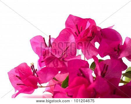 Tropical Bougainvillea Flower