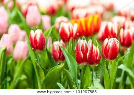 Colorful Tulips