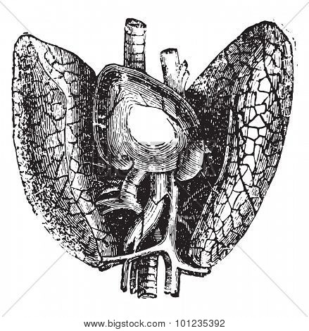 Heart and lungs, vintage engraved illustration.