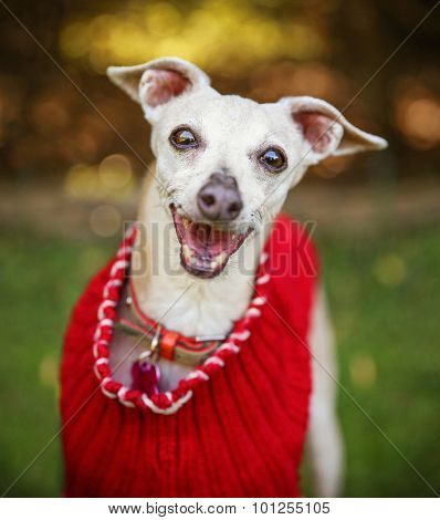 a cute italian greyhound dressed in a red sweater smiling at the camera in a park setting during later summer or early fall on a sunny day 