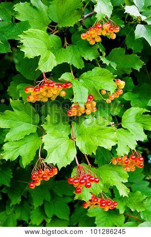 Branches Of Red Berries Of A Guelder Rose Or Viburnum Opulus Shrub.