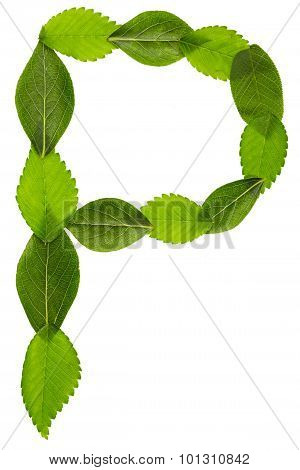 Alphabet from green leaves. Letter P
