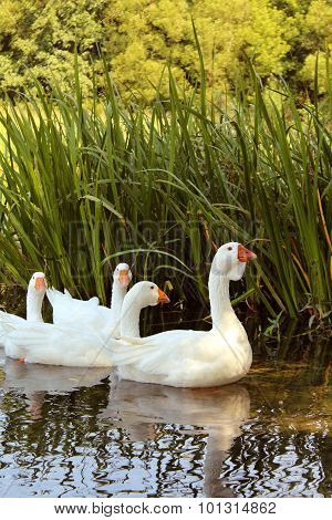 White Geese