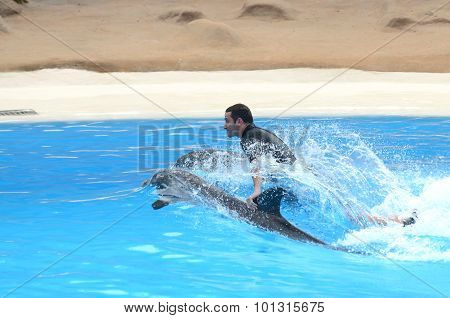 Dolphin show in Loro Park in Puerto de la Cruz on Tenerife