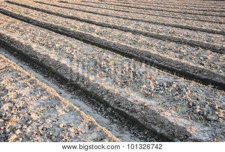 Soil