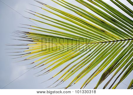Palm Tree