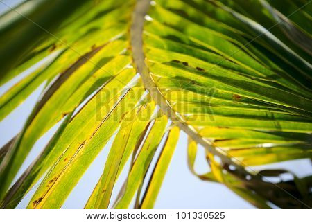 palm tree leaves