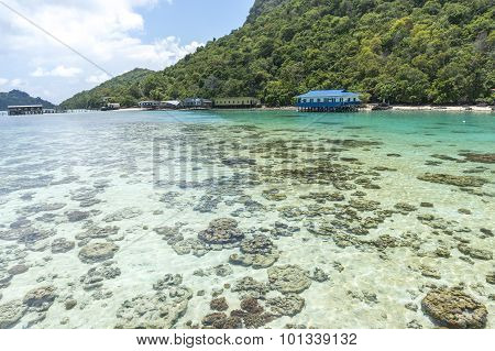 Coral reef