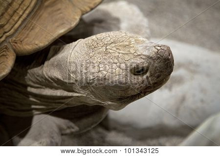 Land Tortoise