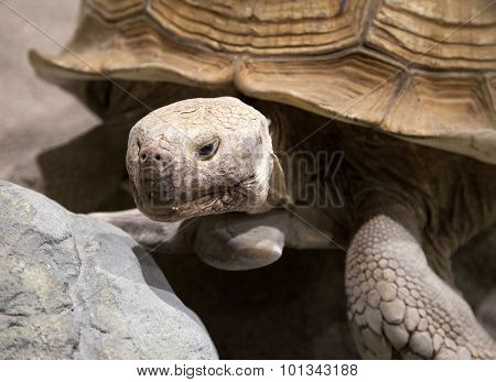 Land Tortoise